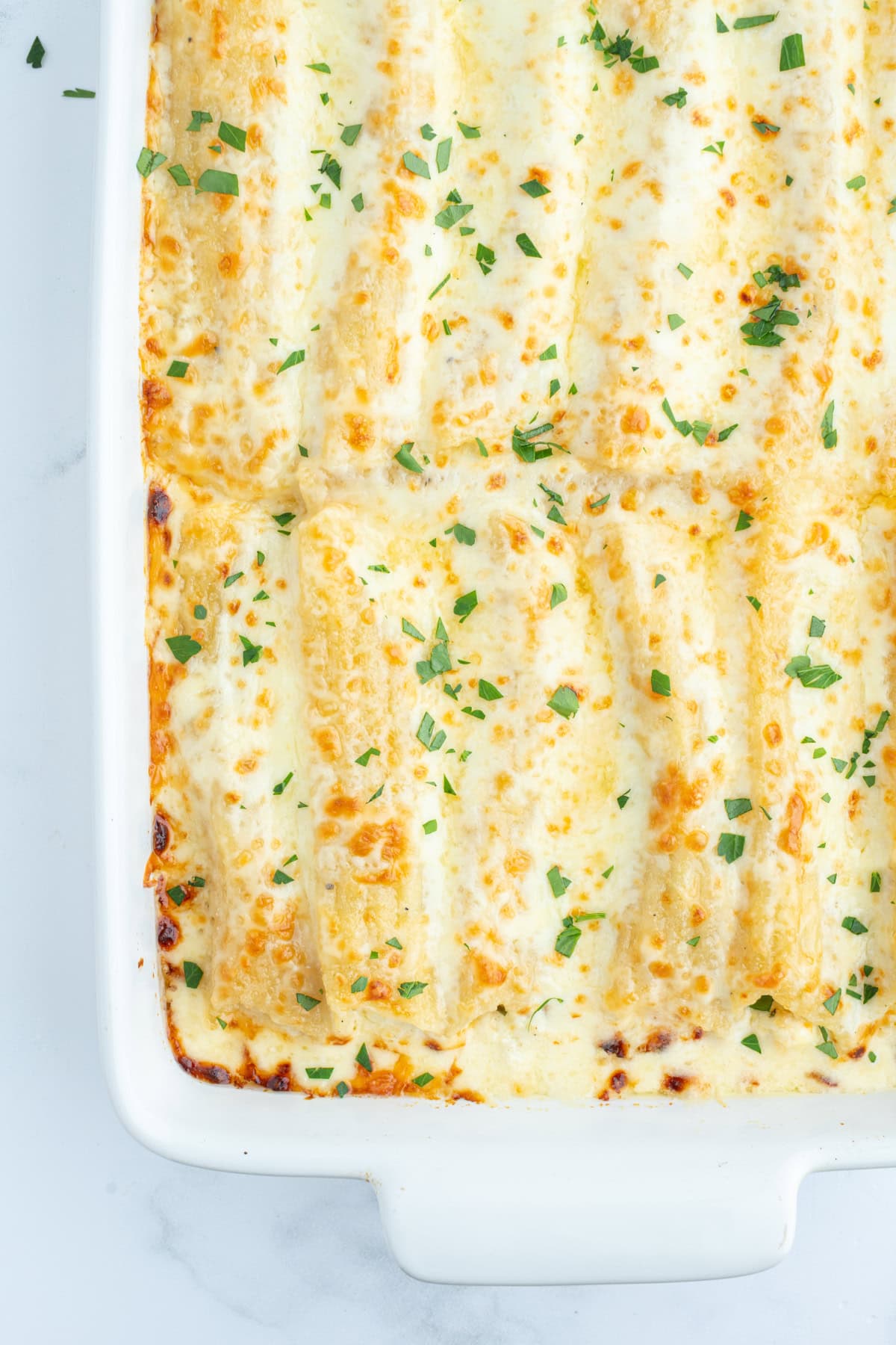 chicken manicotti alfredo in white baking dish